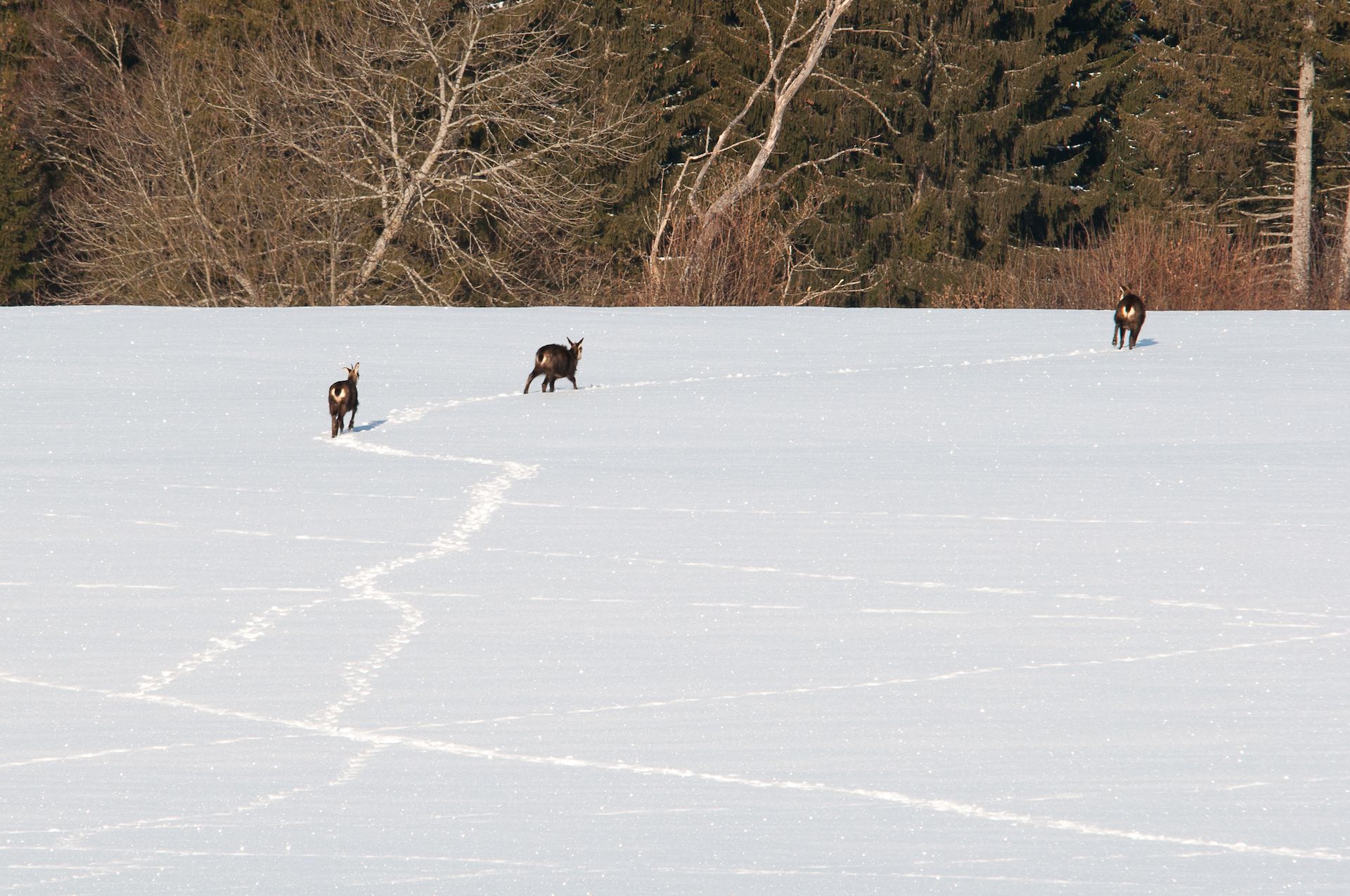 https://notrechalet.fr/uploads/2021/11/photos-ambiance-hivernal-animaux.jpg